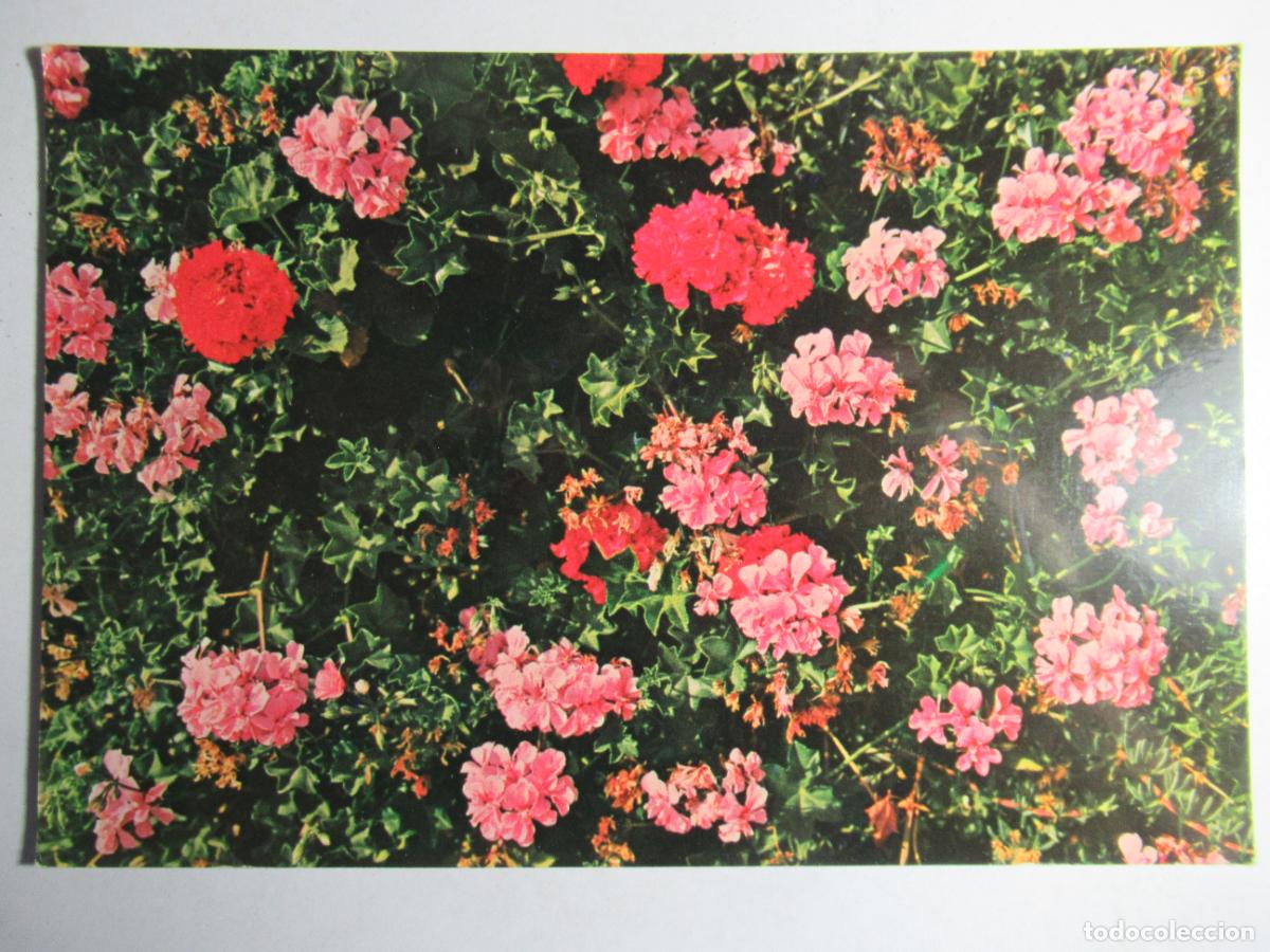 Postales: Islas Canarias - Flores - Foto 1