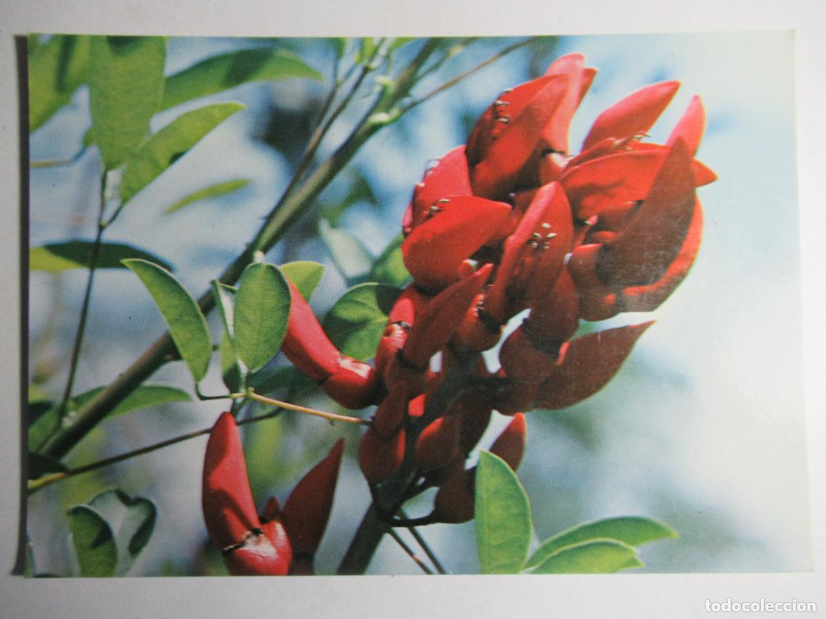 Postales: Flora t&iacute;pica Canaria - Foto 1