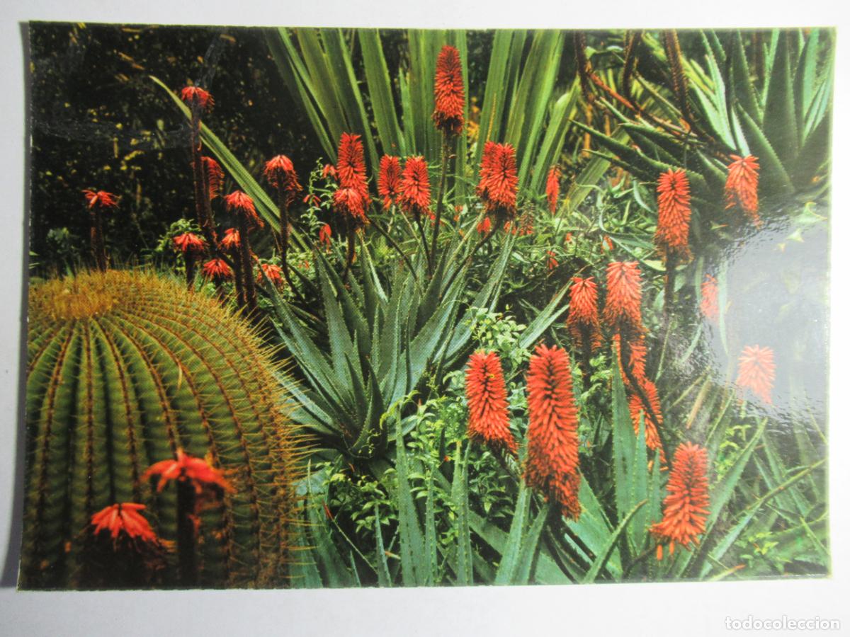 Postales: Tenerife - Flora Canaria - Foto 1