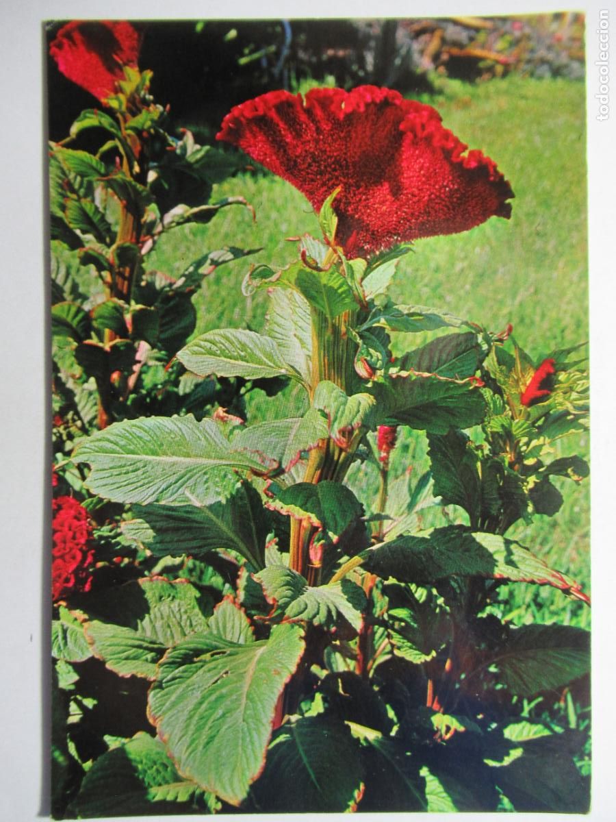 Postales: Flores de Canarias S/C - Foto 1