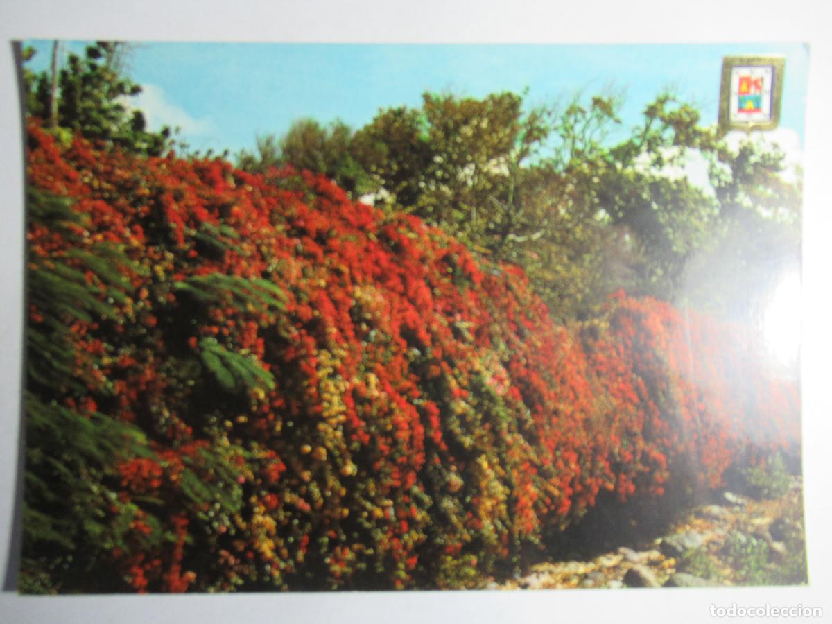 Postales: Gran Canaria - Flores - Foto 1