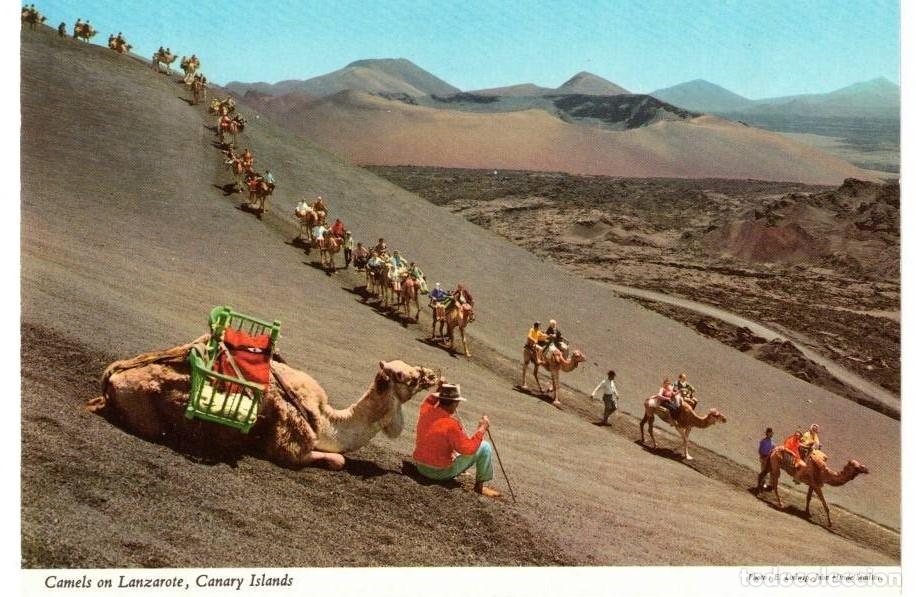 Postales: :::: B74 - POSTAL - CAMELLOS EN LANZAROTE - Foto 1