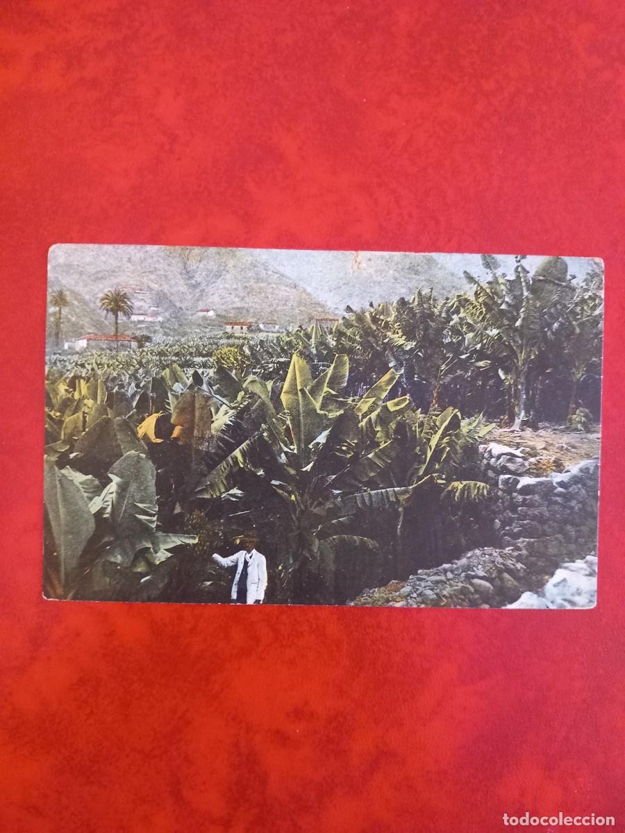 Postales: PLATANERA TENERIFE, POSTAL CIRCULADA - Foto 1