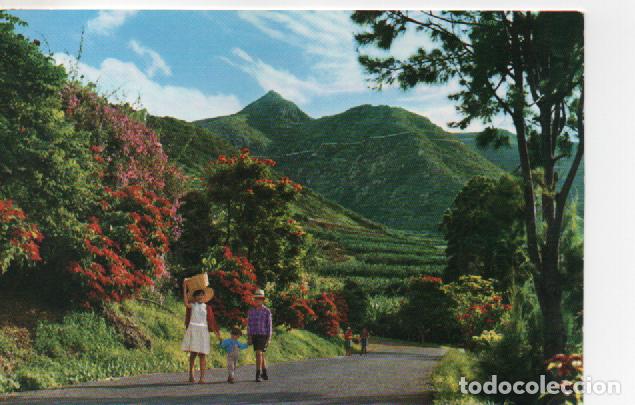 Postales: POSTAL TENERIFE-CANARIAS - Foto 1