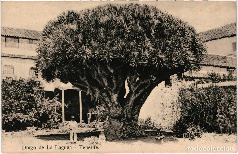 Postales: Drago de La Laguna. Tenerife. - Foto 1