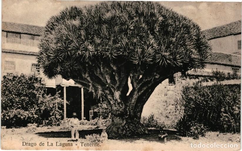Postales: Drago de La Laguna. Tenerife. - Foto 1