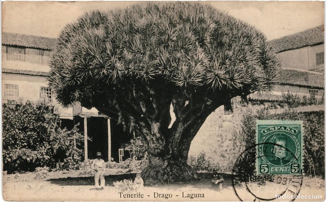 Postales: Drago de La Laguna. Tenerife. - Foto 1
