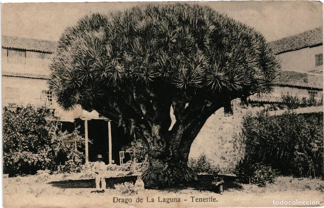 Postales: Drago de La Laguna. Tenerife. - Foto 1