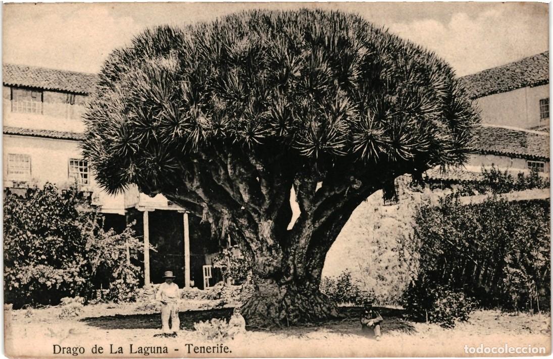 Postales: Drago de La Laguna. Tenerife. - Foto 1