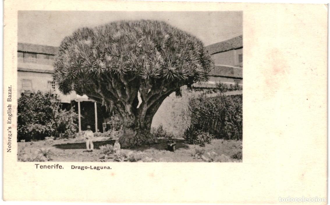Postales: Tenerife. Drago-laguna - Foto 1