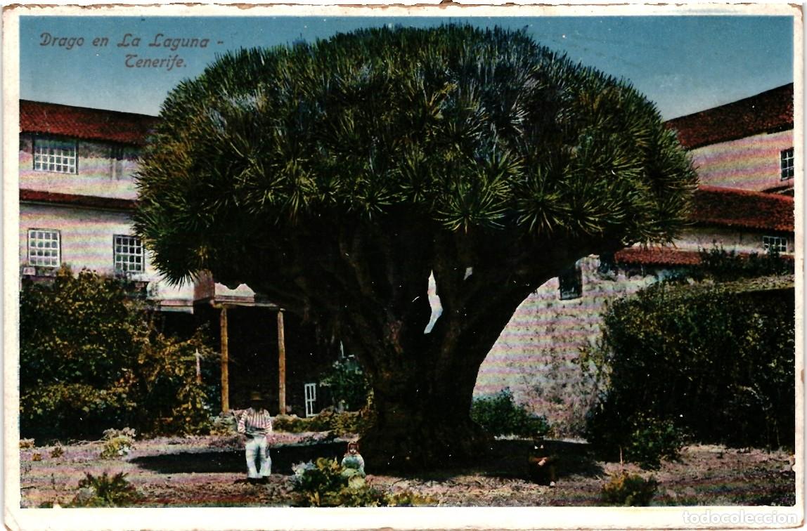 Postales: Drago en La Laguna - Tenerife - Foto 1