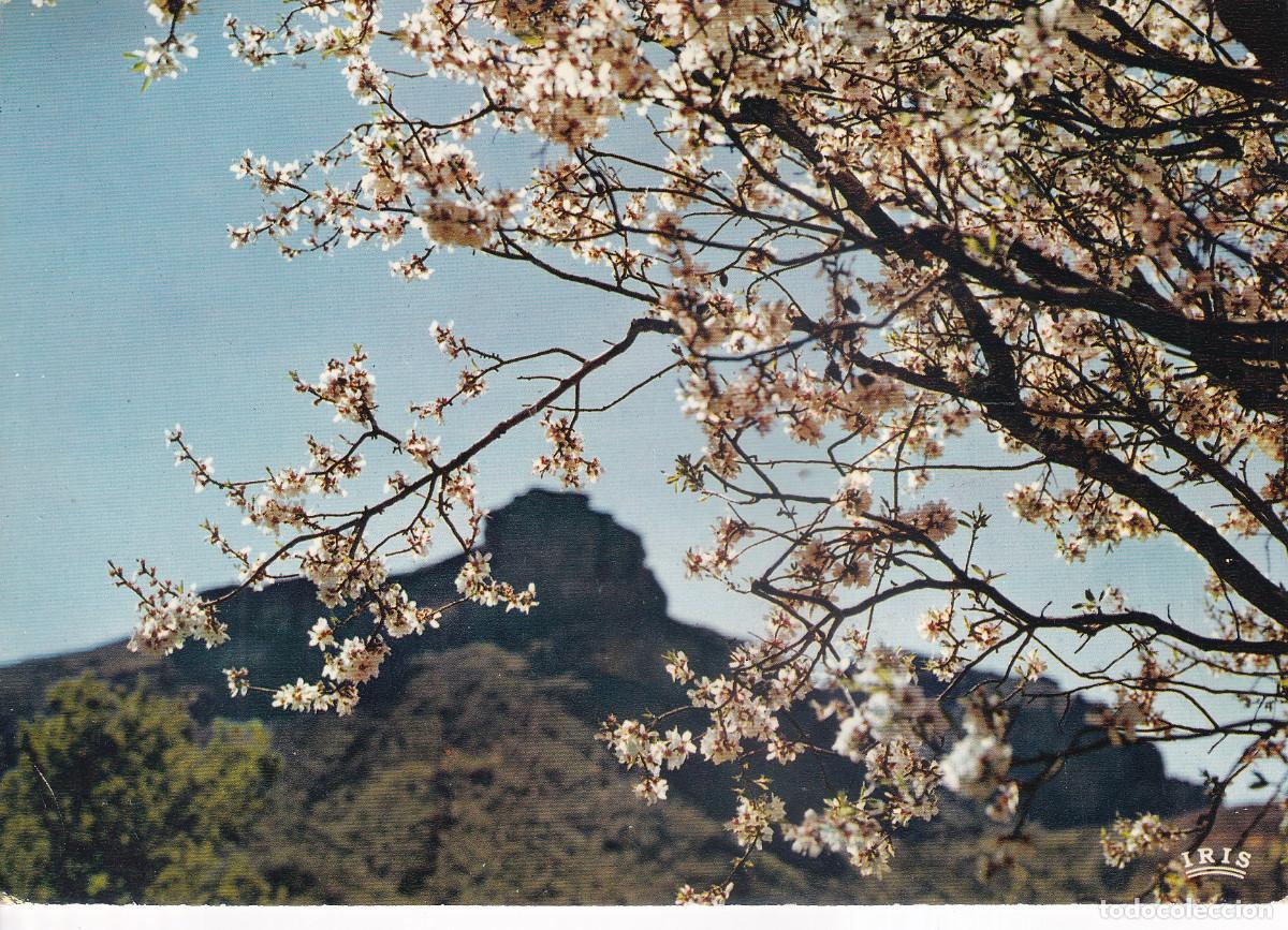 Postales: GRAN CANARIA - TEJEDA LOS ALMENDROS EN FLOR - Foto 1