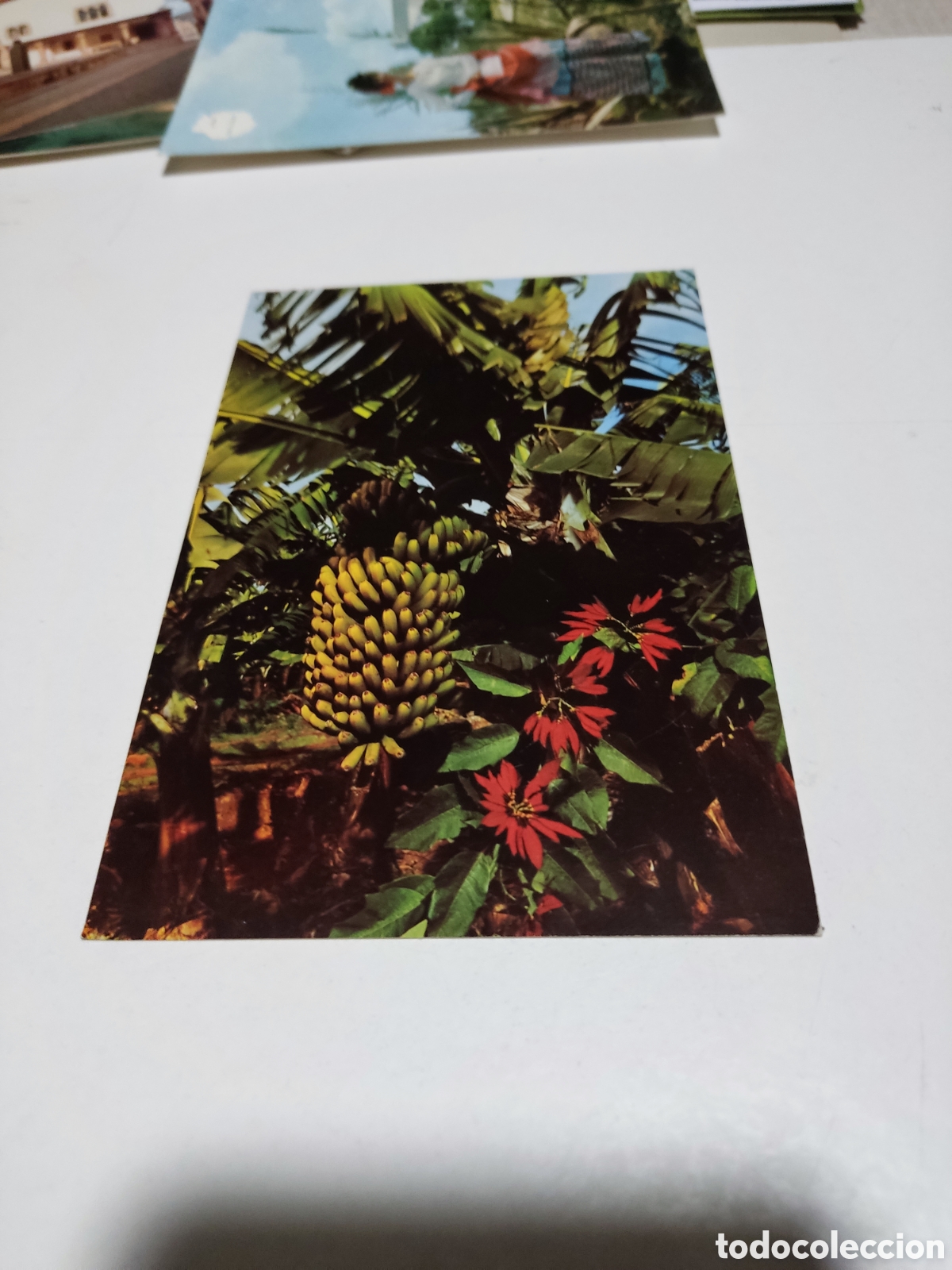 Postales: Postal Canarias bananas - Foto 1