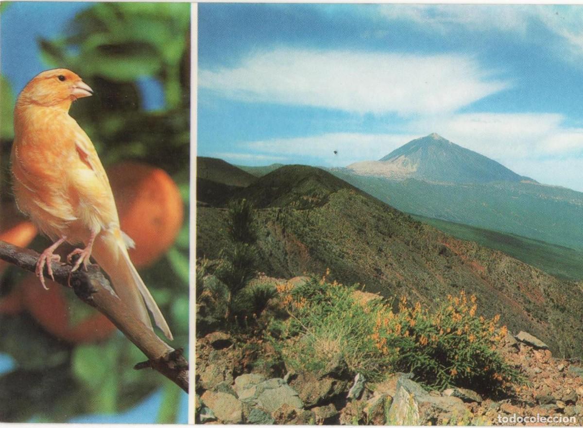 Postales: - TENERIFE--SIN CIRCULAR- - Foto 1