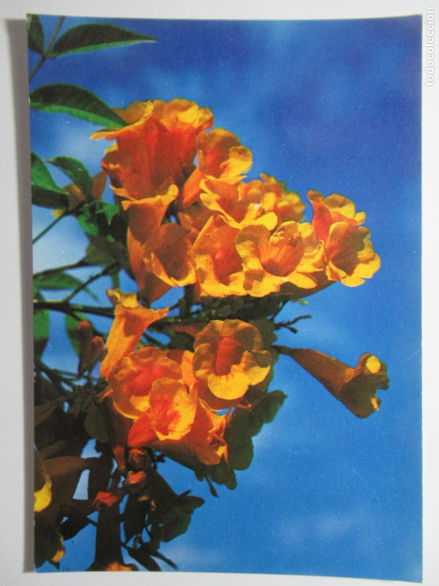 Postales: Gran Canaria - Flora t&iacute;pica - Foto 1