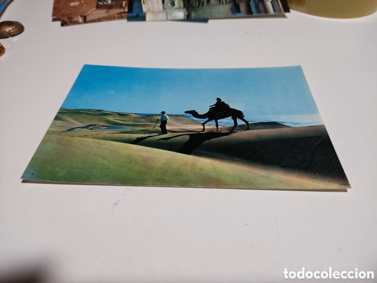Postales: Postal Maspalomas Canarias camello - Foto 1