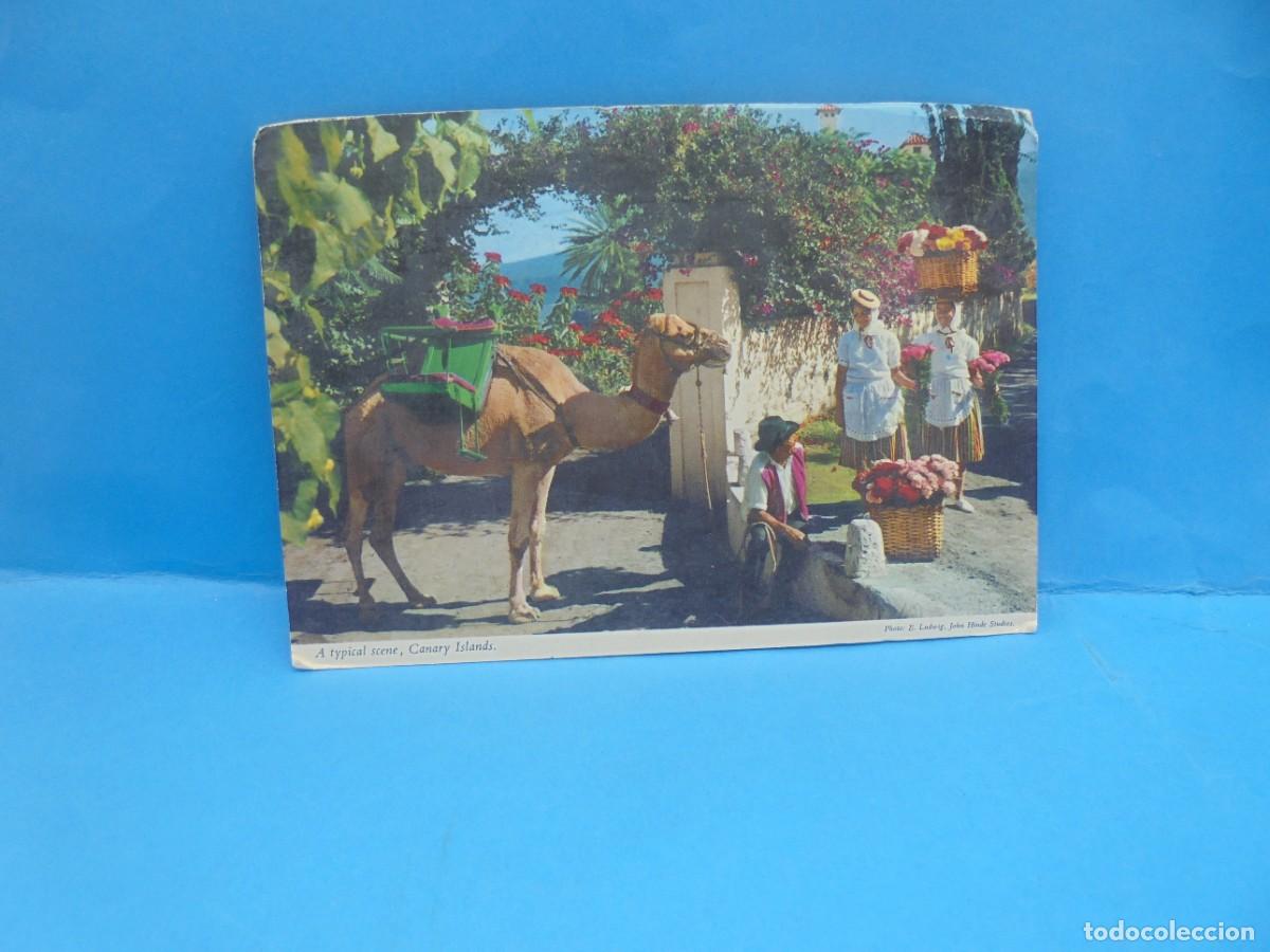 Postales: TARJETA POSTAL. ISLAS CANARIAS. A TYPICAL SCENE. - Foto 1