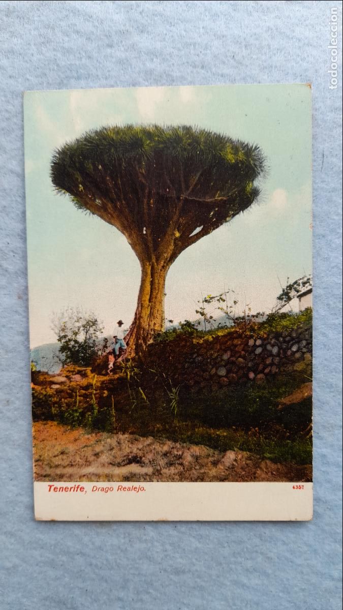 Postales: Tenerife. Drago Realejo. - Foto 1