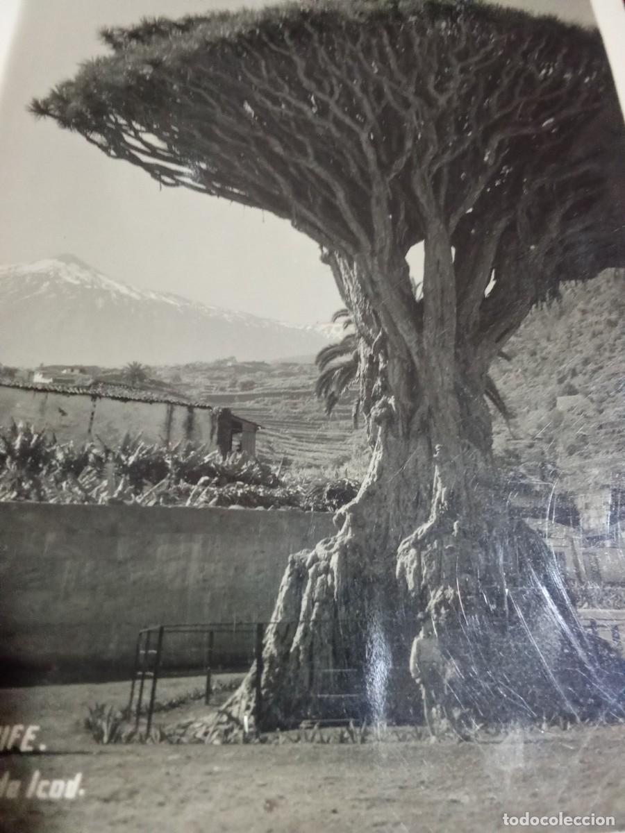 Postales: Tenerife.Drago de Icod. - Foto 2