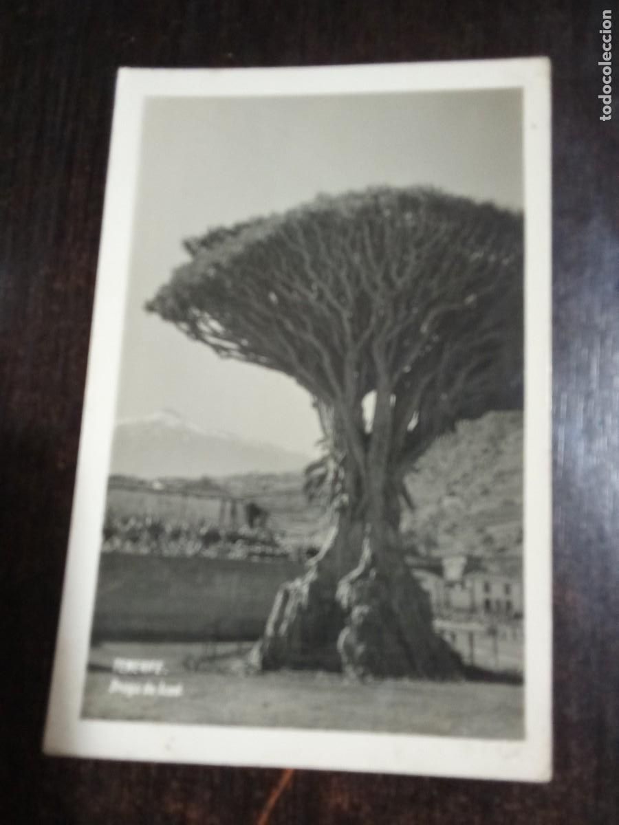 Postales: Tenerife.Drago de Icod. - Foto 1