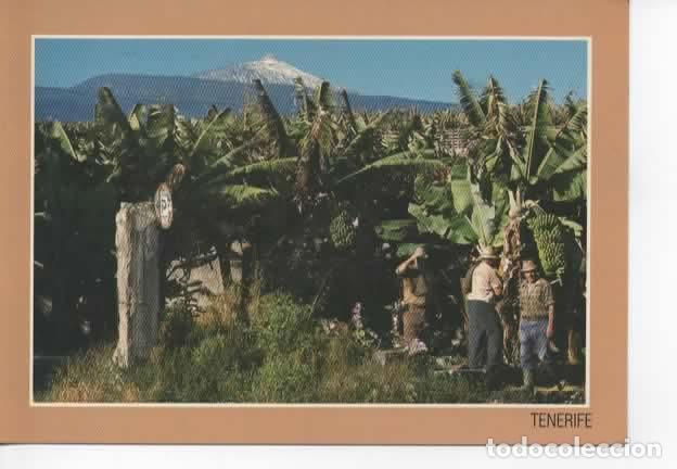 Postales: CANARIAS ESCRITA TENERIFE EL TEIDE - Foto 1
