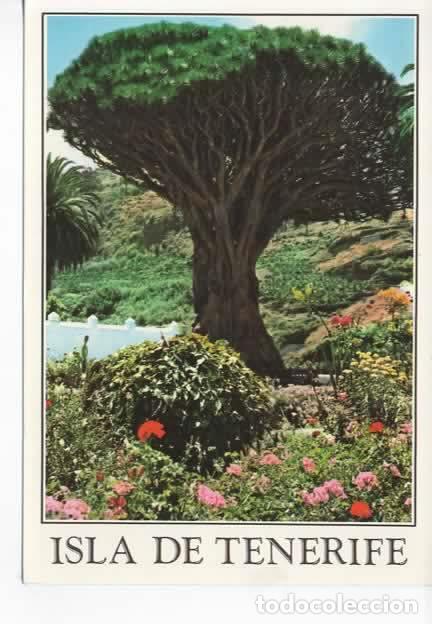 Postales: CANARIAS ESCRITA TENERIFE ICOD - Foto 1