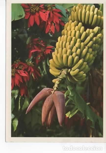 Postales: CANARIAS ESCRITA PLATANOS - Foto 1