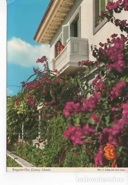 Postales: CANARIAS ESCRITA BUGANVILLAE - Foto 1