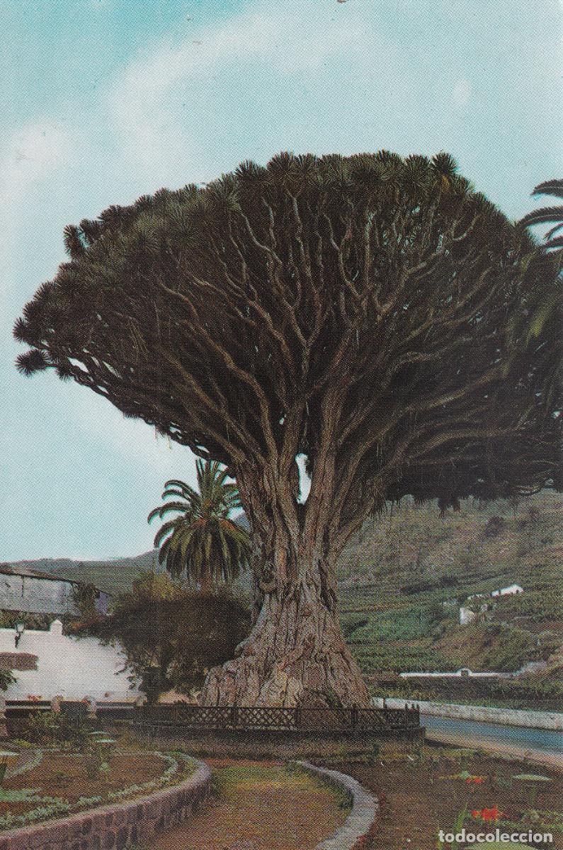 Postales: CANARIAS ICOR DE LOS VINOS EL DRAGO - Foto 1