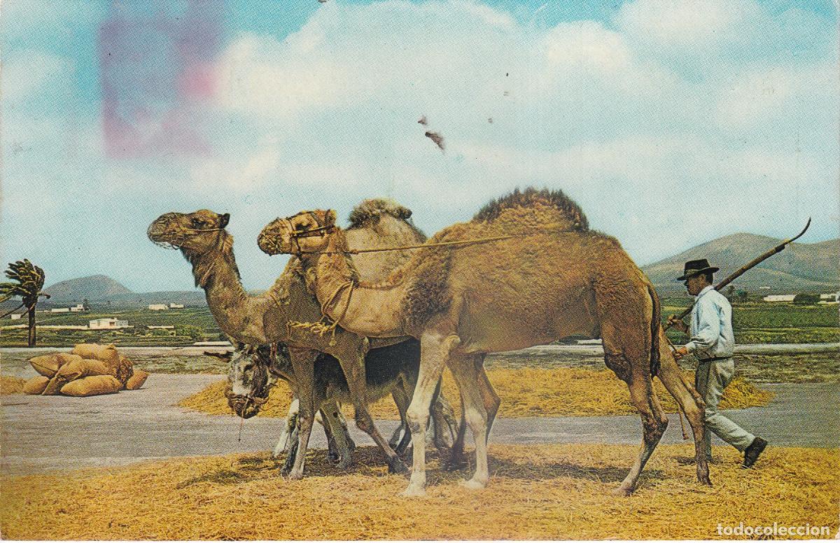 Postales: LANZAROTE TRILLA CAMPESINA - Foto 1