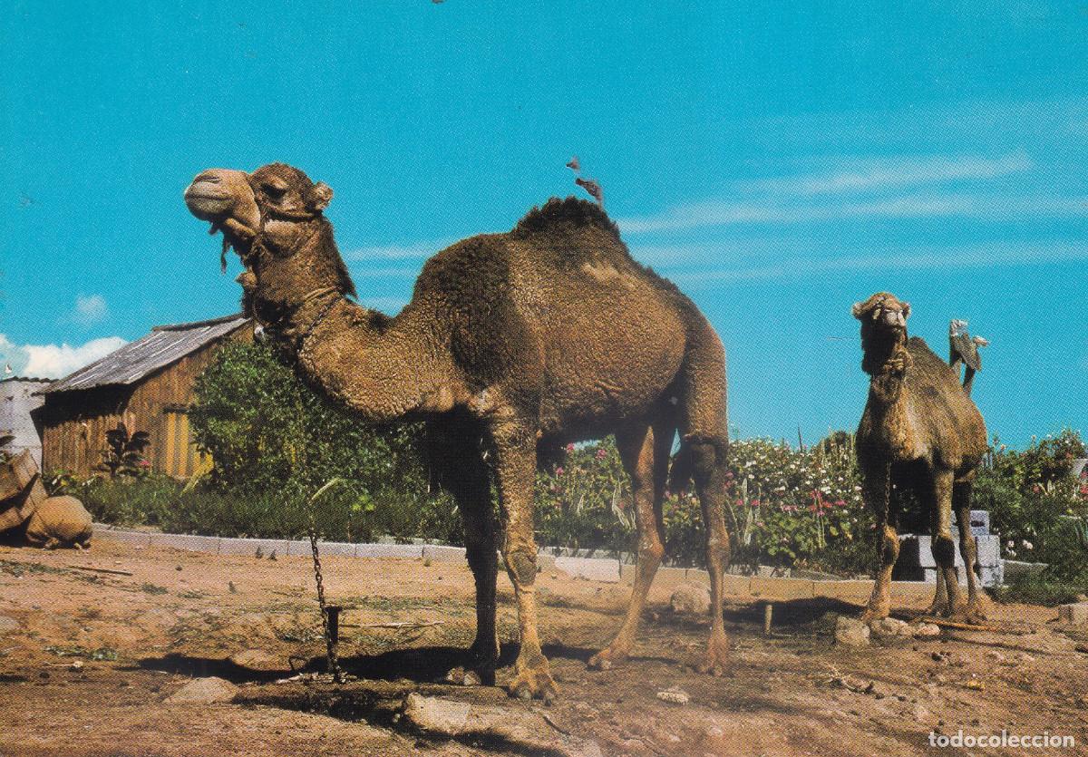 Postales: GRAN CANARIA TIPISMO CAMELLOS - Foto 1