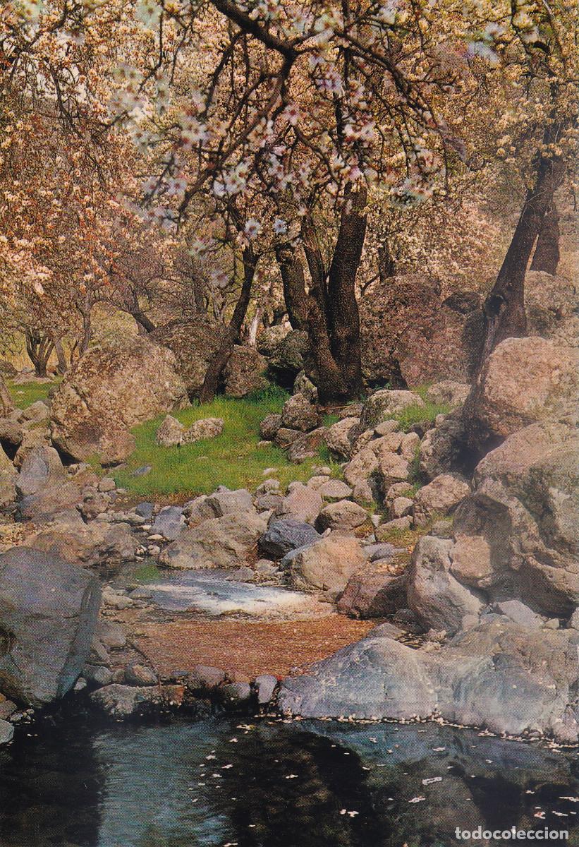 Postales: CANARIAS ALMENDROS EN FLOR - Foto 1