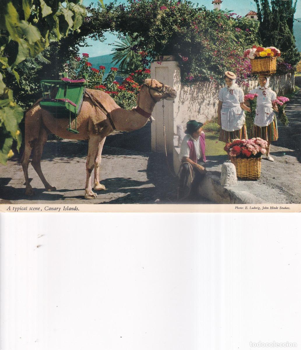 Postales: CANARIAS CAMELLOS DE TRANSPORTE - Foto 1
