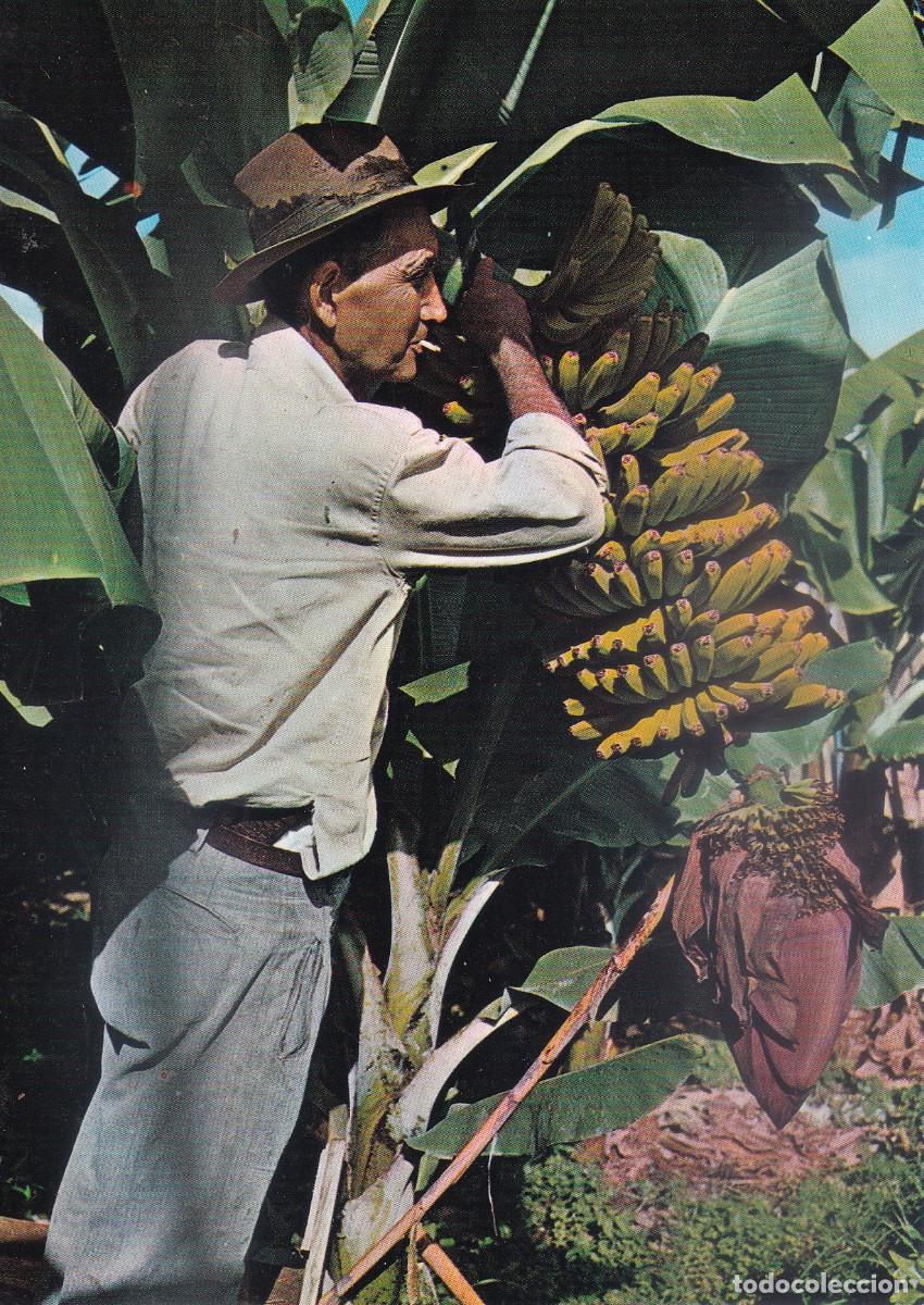 Postales: CANARIAS CORTE DE PLATANOS - Foto 1