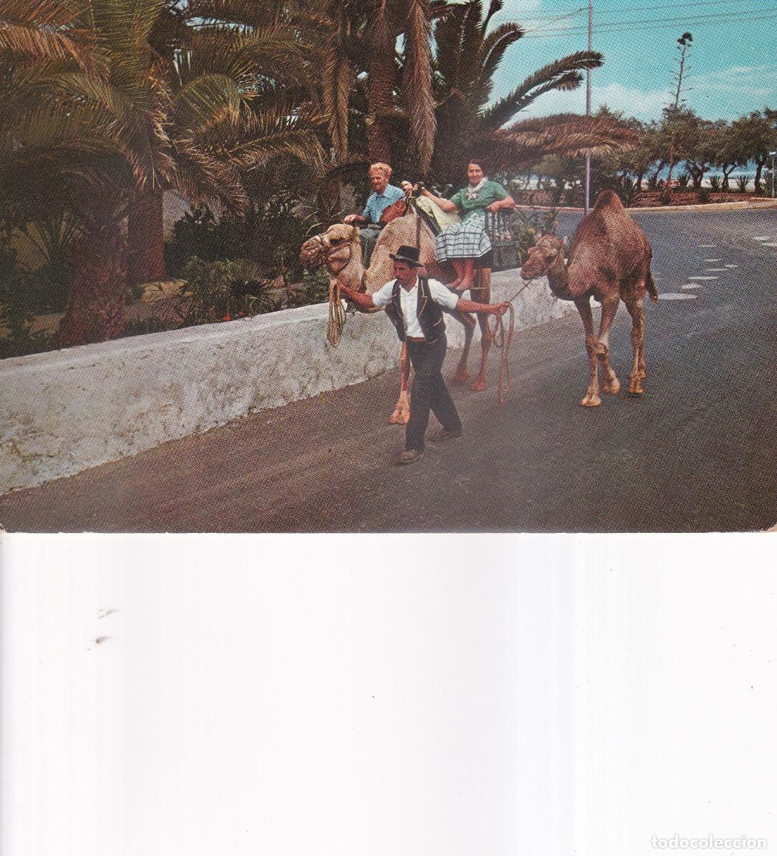Postales: TENERIFE PASEO EN CAMELLO - Foto 1