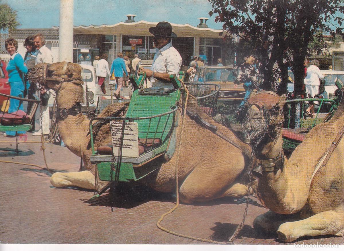 Postales: TENERIFE PARADA DE CAMELLOS - Foto 1