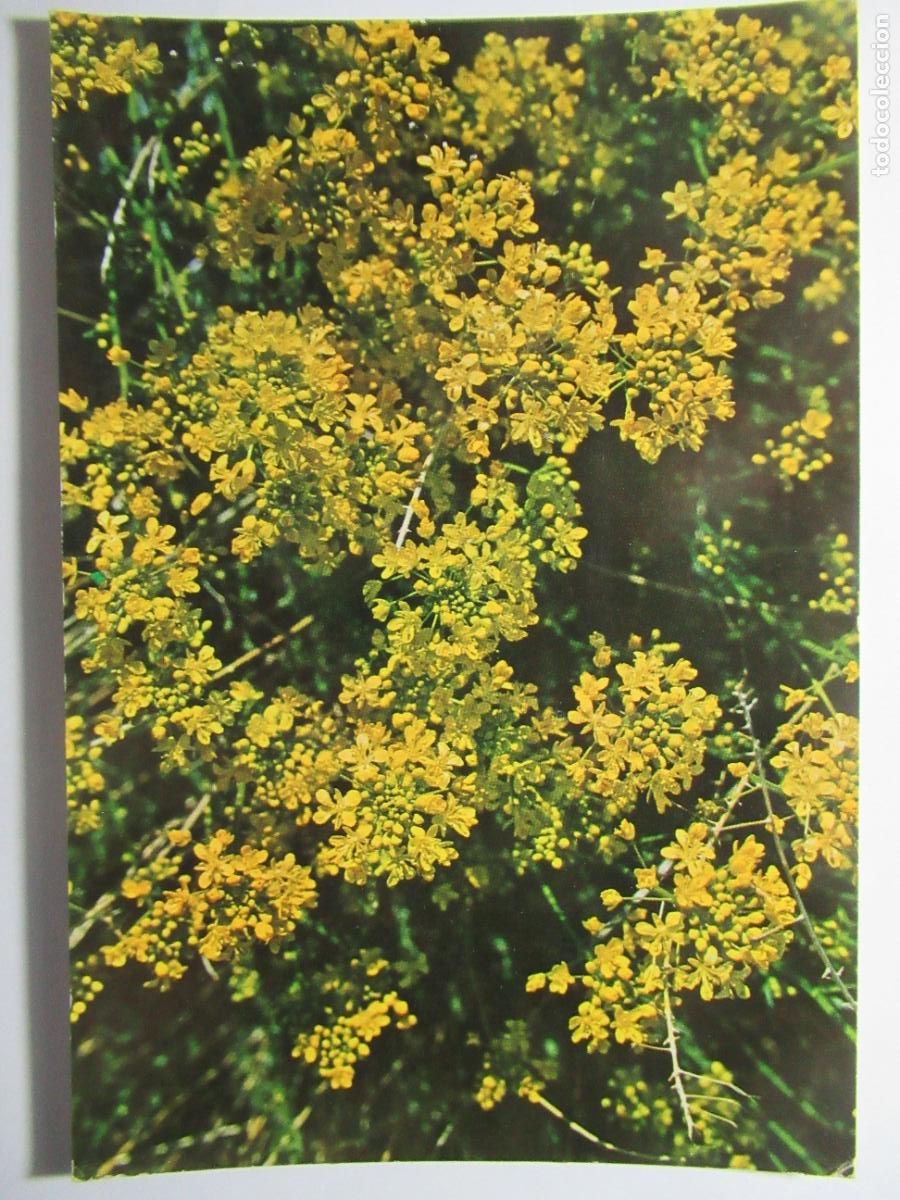 Postales: Islas Canarias - Flores - Foto 1