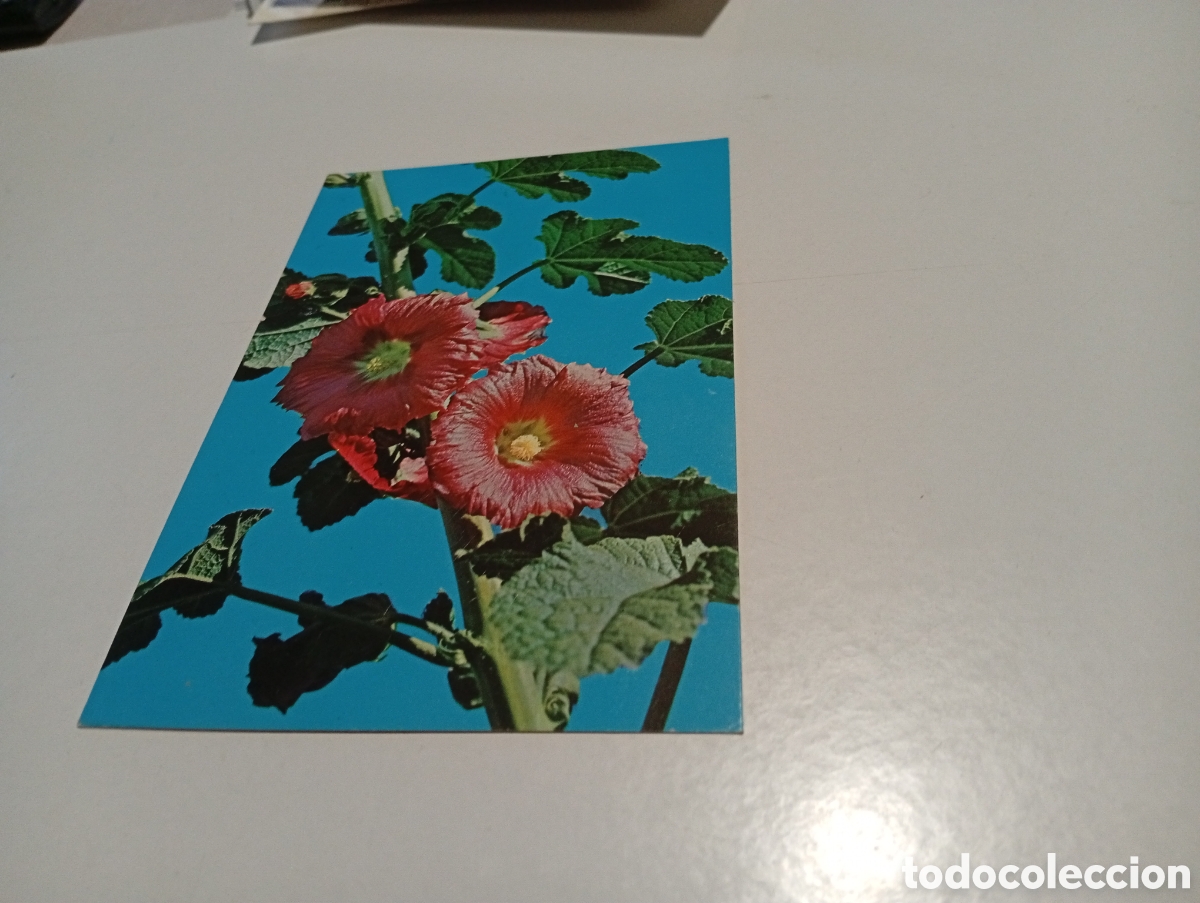 Postales: Postal islas Canarias flores - Foto 1