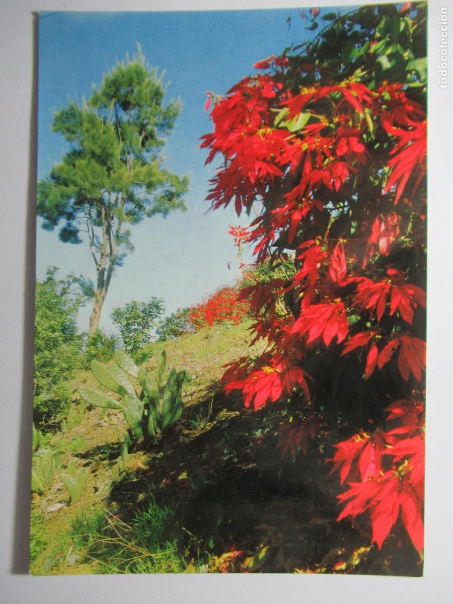 Postales: Islas Canarias - Rinc&oacute;n T&iacute;pico - Foto 1