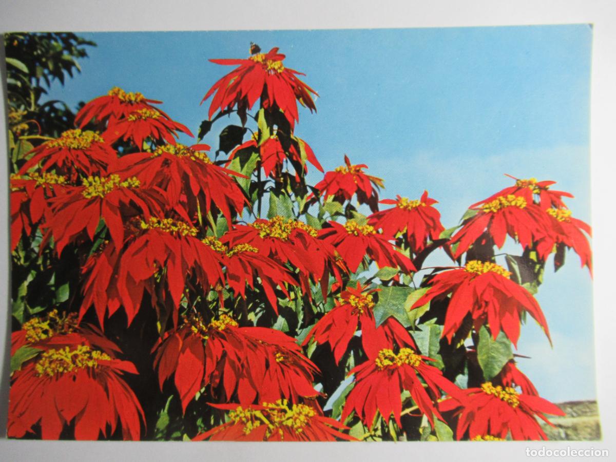 Postales: Flores de Canarias - S/C - Foto 1