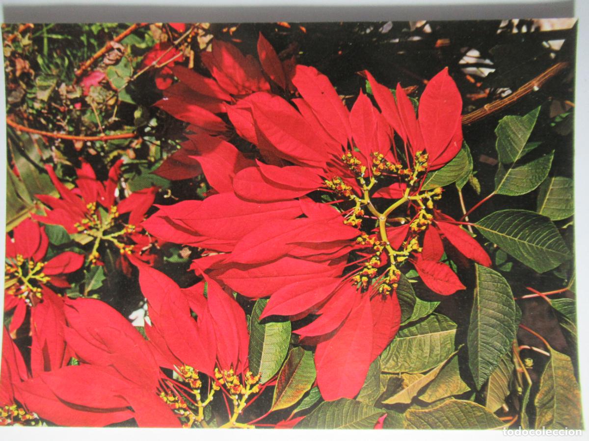 Postales: Islas Canarias - Flor de Pascua - Foto 1