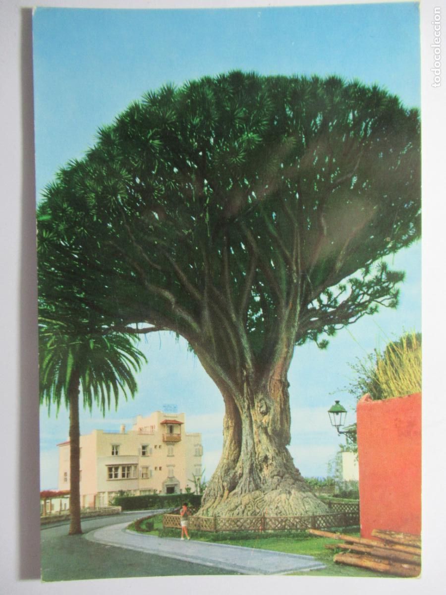 Postales: Icod (Tenerife) - Drago milenario - Foto 1