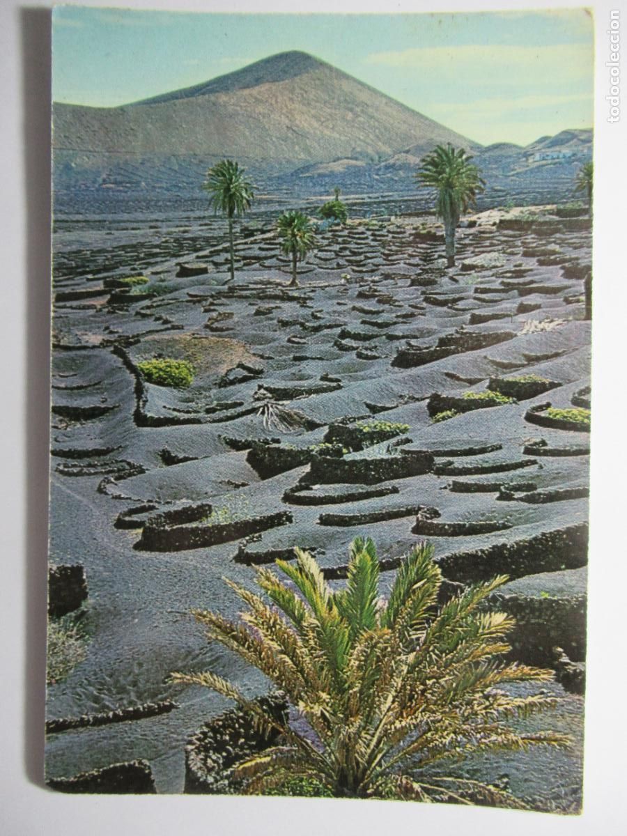 Postales: Vi&ntilde;edos - Isla de Lanzarote - Foto 1
