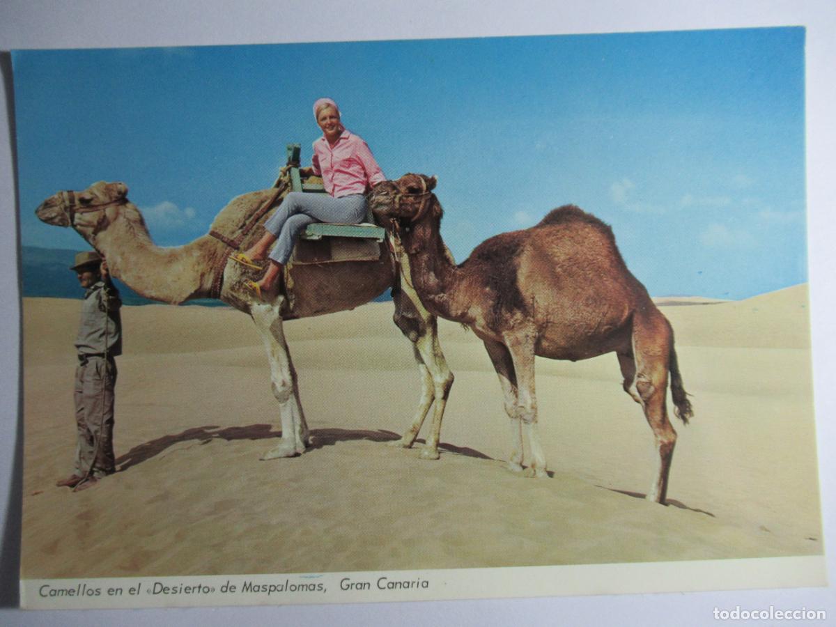 Postales: Camellos en el Desierto de Maspalomas - Foto 1