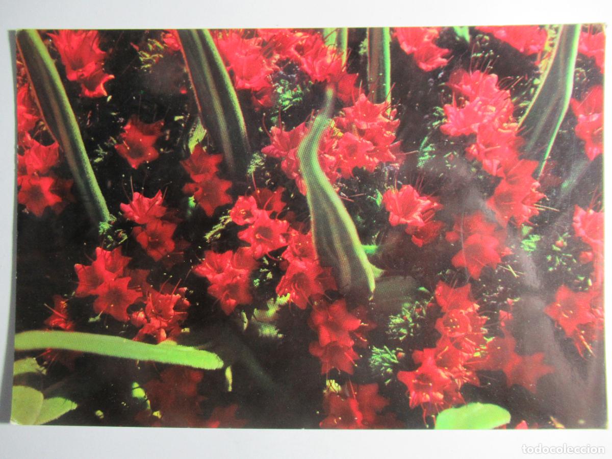 Postales: Canarias - Flor de Tajinaste - Foto 1