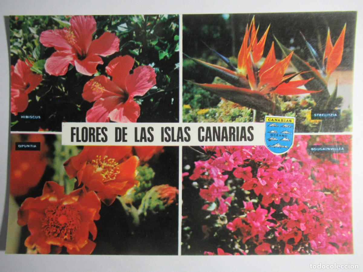 Postales: Flores de las Islas Canarias - Foto 1