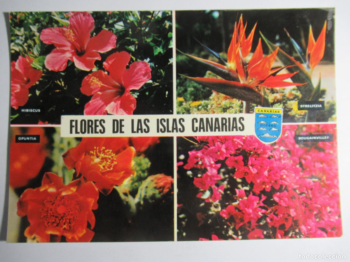 Postales: Flores de las Islas Canarias - Foto 1
