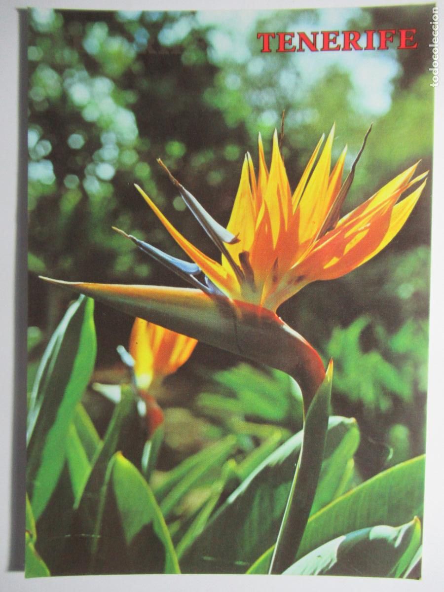 Postales: Tenerife - Strelitzia Reginae - Foto 1