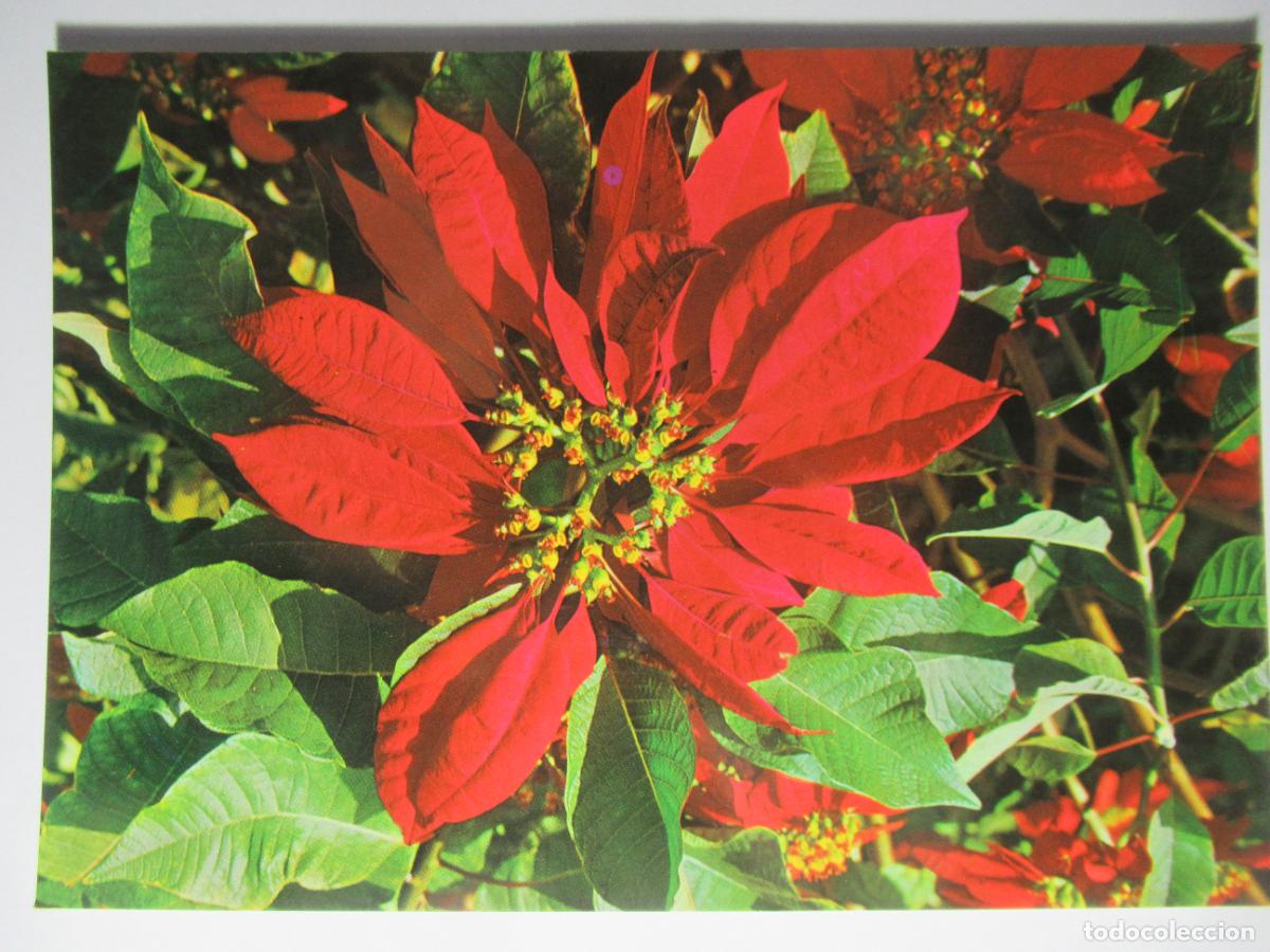 Postales: Flores de Canarias - S/C - Foto 1