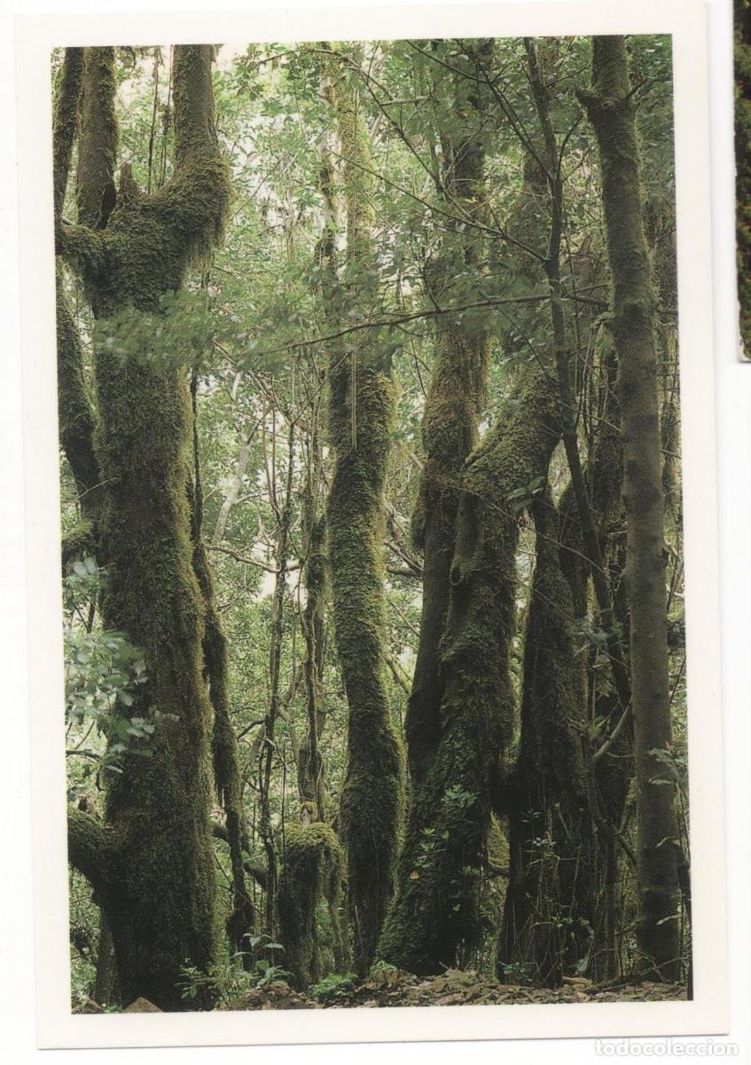 Postales: Gomera-Garajonay-circulada- - Foto 1